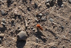 Sphaeropthalma unicolor