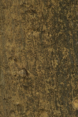 Senegalia picachensis