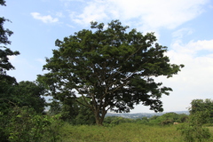 Senegalia picachensis