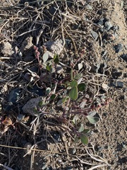 Atriplex altaica