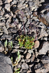 Draba lactea