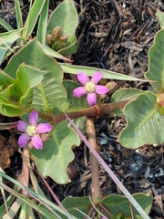 Raphionacme hirsuta