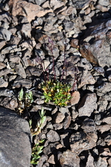 Draba lactea