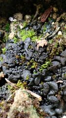 Lathagrium auriforme