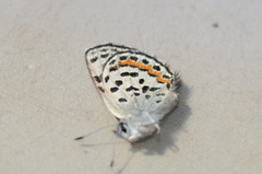 Euphilotes battoides