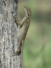 Amphibolurinae