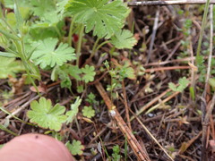 Veronica verna