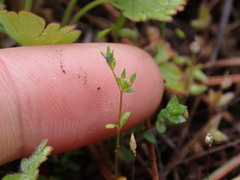 Veronica verna