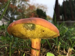 Hortiboletus rubellus