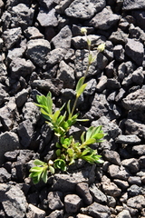 Cerastium bialynickii