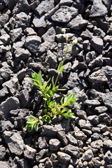 Cerastium bialynickii