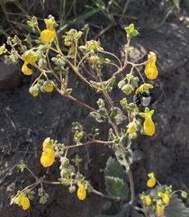 Centris cineraria