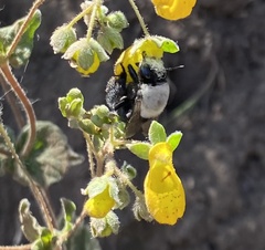 Centris cineraria