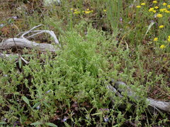 Nemophila breviflora
