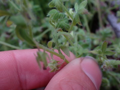 Nemophila breviflora