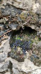 Lathagrium auriforme