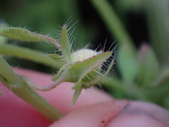 Nemophila breviflora