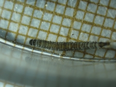 Psychodidae