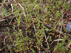 Veronica verna