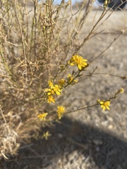 Gutierrezia californica