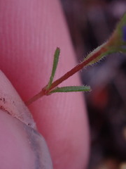 Veronica verna