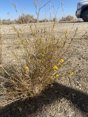 Gutierrezia californica