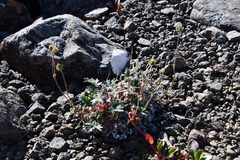 Potentilla subvahliana