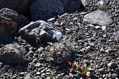 Potentilla subvahliana