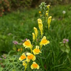 Linaria vulgaris