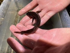 Ulvaria subbifurcata