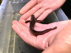 Ulvaria subbifurcata