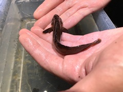 Ulvaria subbifurcata