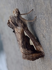 Didugua argentilinea