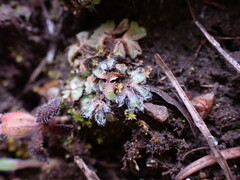 Riccia trichocarpa
