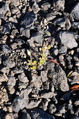 Cerastium bialynickii