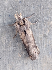 Didugua argentilinea