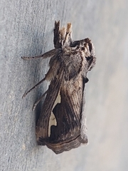 Didugua argentilinea