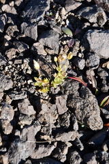 Cerastium bialynickii