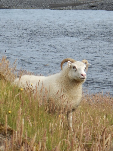 Domaća ovca (Ovis aries)