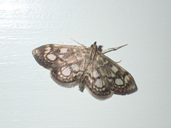 Anania coronata
