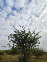 Havardia acatlensis