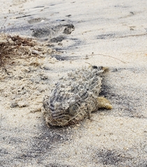 Chilomycterus schoepfii