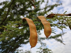 Havardia acatlensis