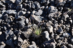 Festuca auriculata