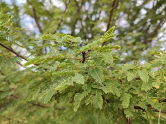 Havardia acatlensis