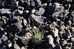 Festuca auriculata