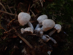Asterophora parasitica