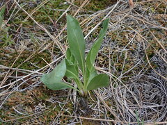 Pyrrocoma carthamoides