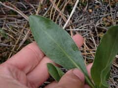 Pyrrocoma carthamoides