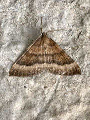 Larentia clavaria